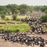 wildbeest migration image - time to travel
