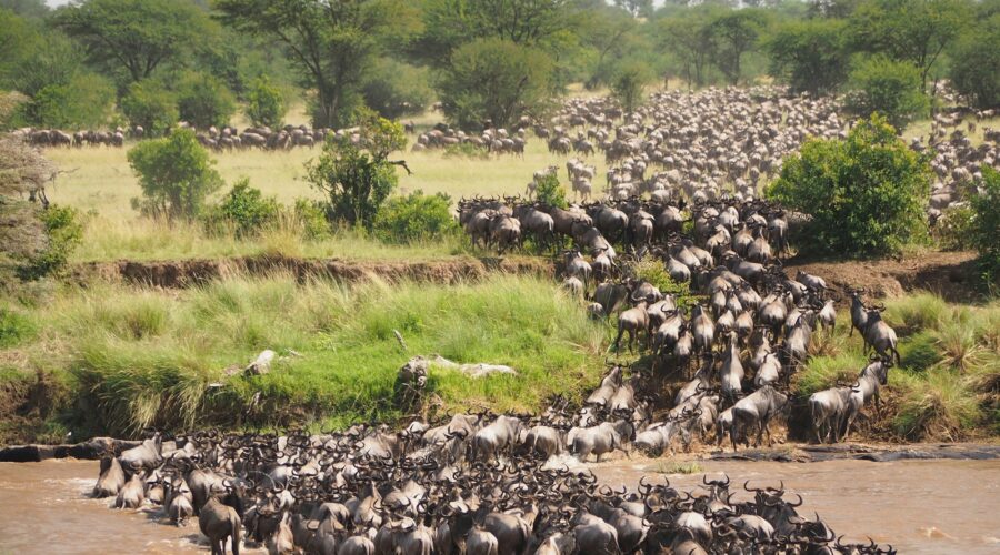 wildbeest migration image - time to travel