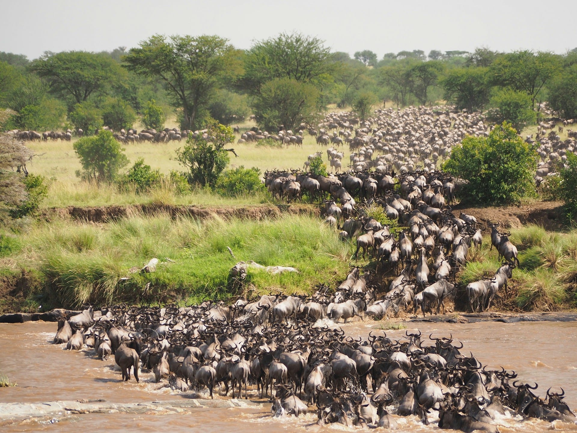wildbeest migration image - time to travel