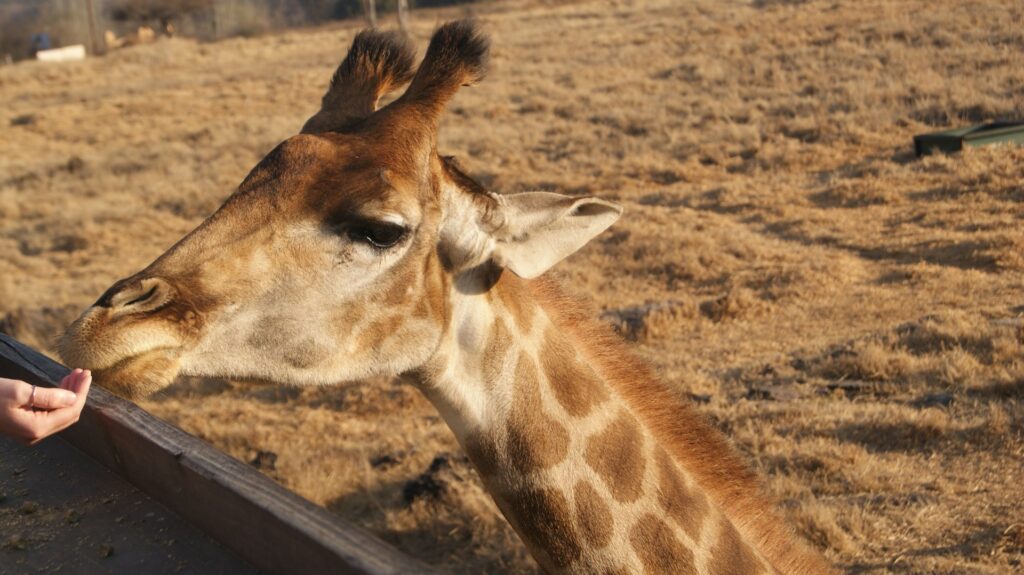 giraffe image - time to travel