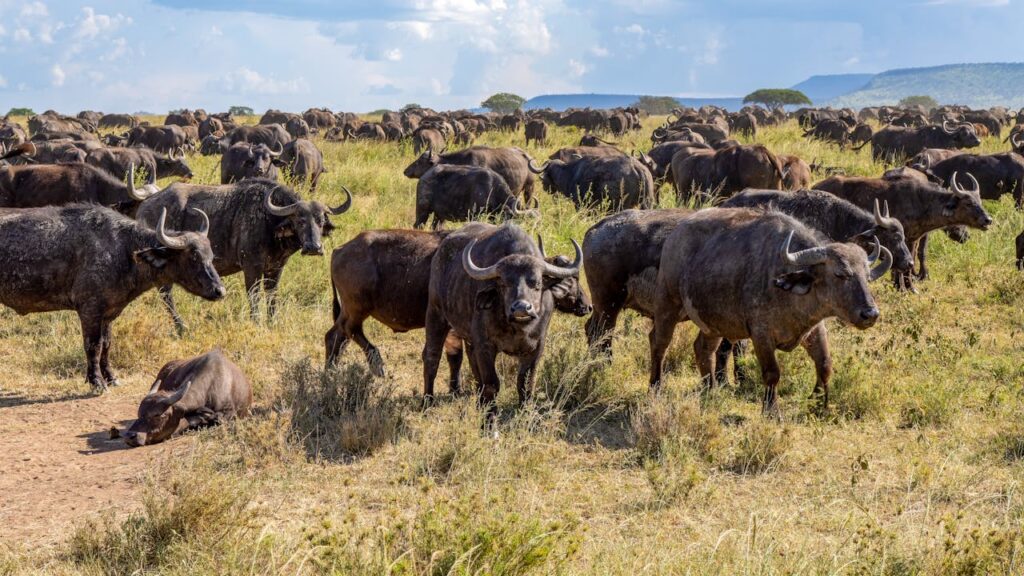 safari tour image - time to travel