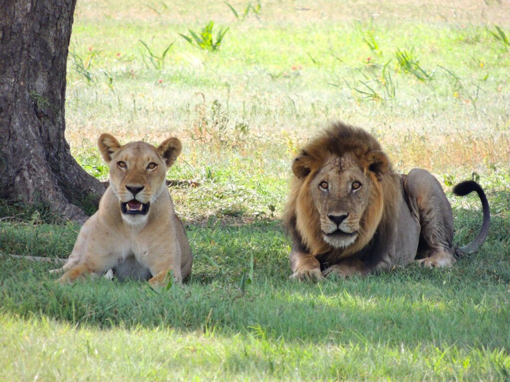 lions image - time to travel