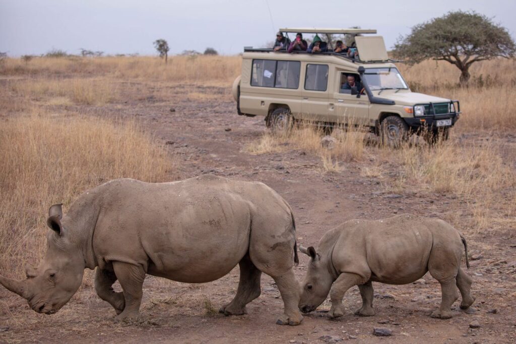 safari tour image - time to travel