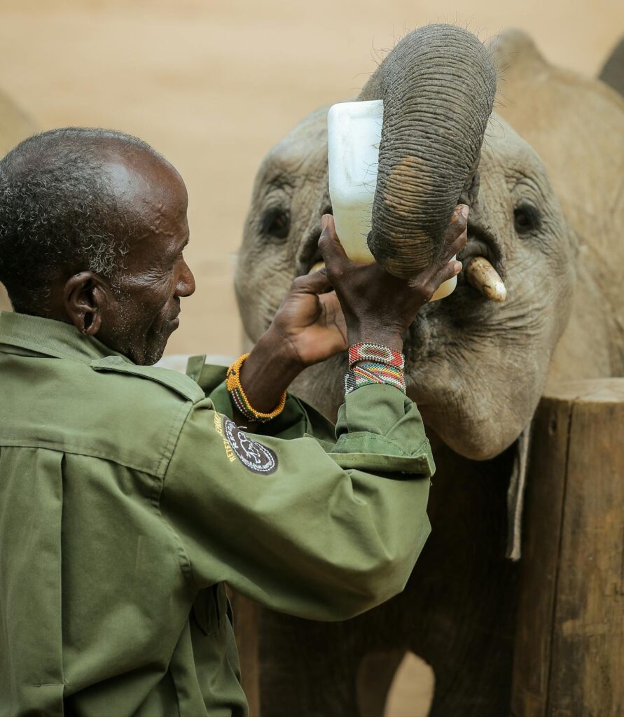 safari tour image